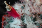 Mammillaria pseudoscrippsiana (2).jpg
